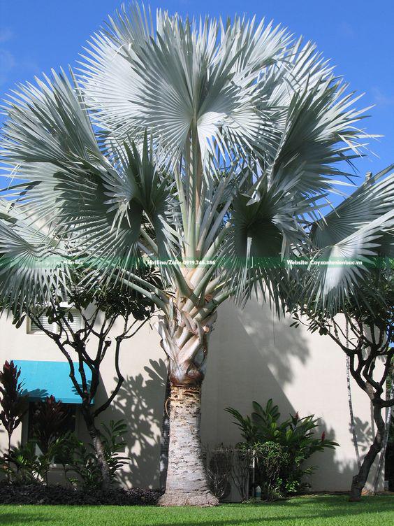 Cây kè bạc cỡ to